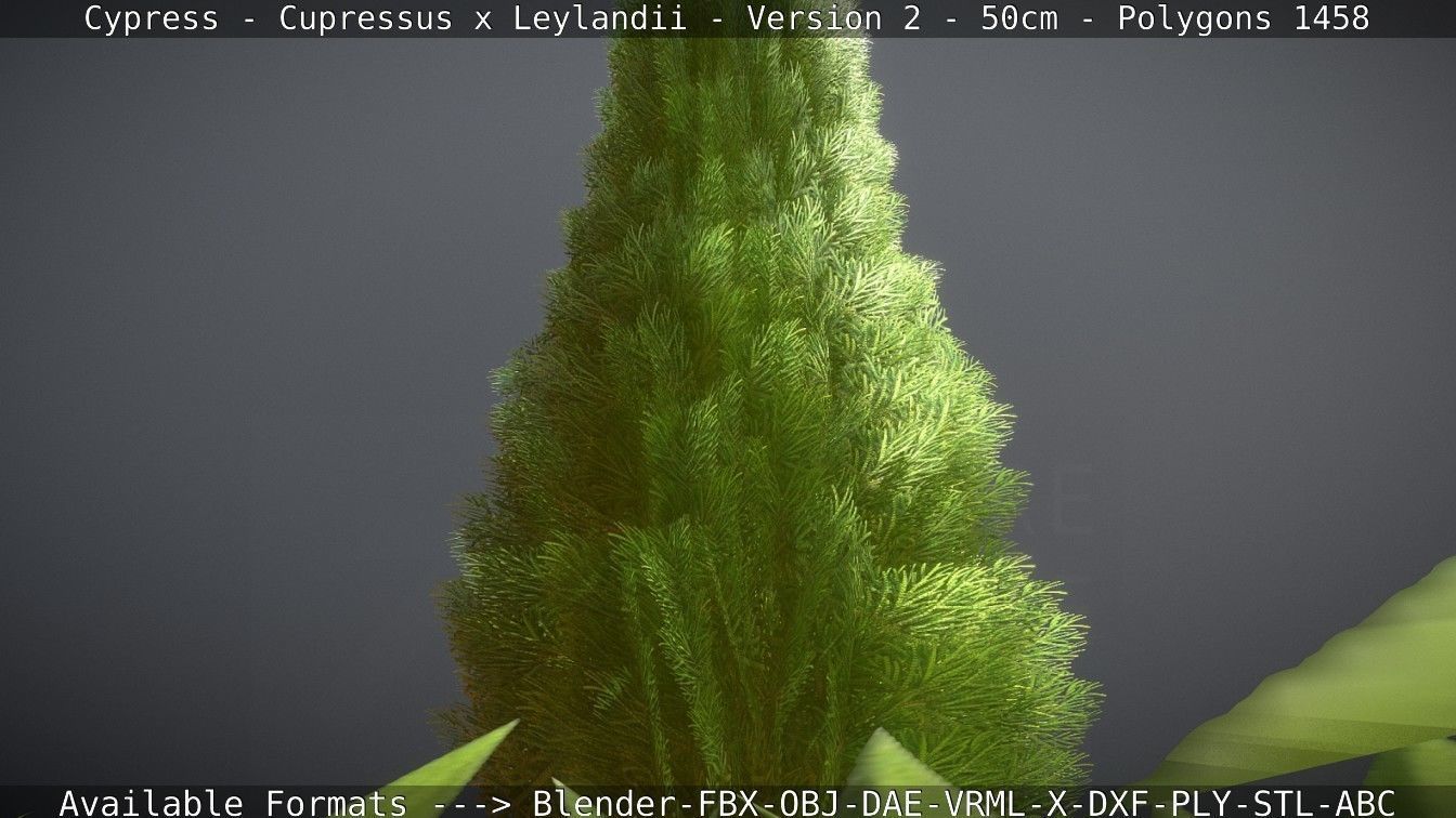 Low-Poly Cypress - Cupressus x Leylandii - Version 2 - 50cm 3D model_116