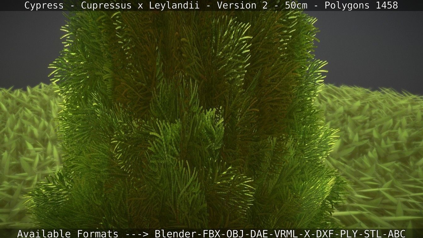 Low-Poly Cypress - Cupressus x Leylandii - Version 2 - 50cm 3D model_21