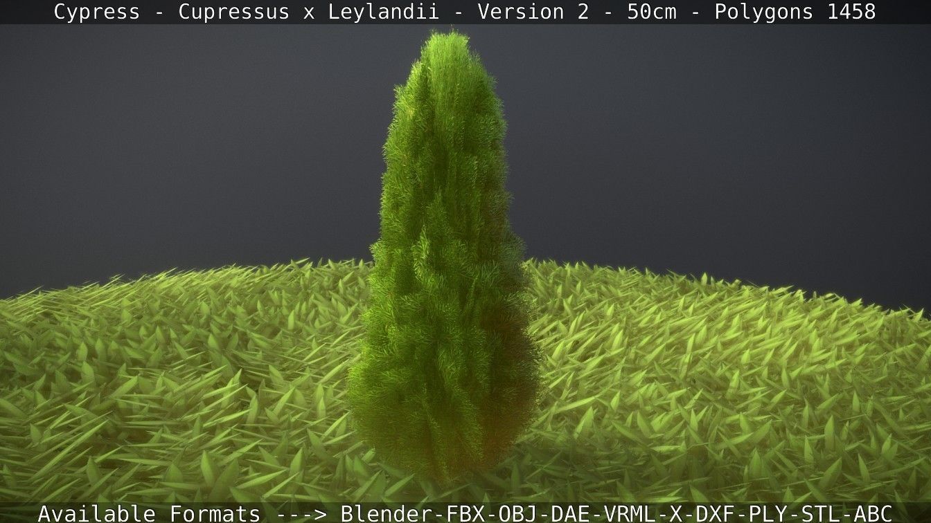 Low-Poly Cypress - Cupressus x Leylandii - Version 2 - 50cm 3D model_37