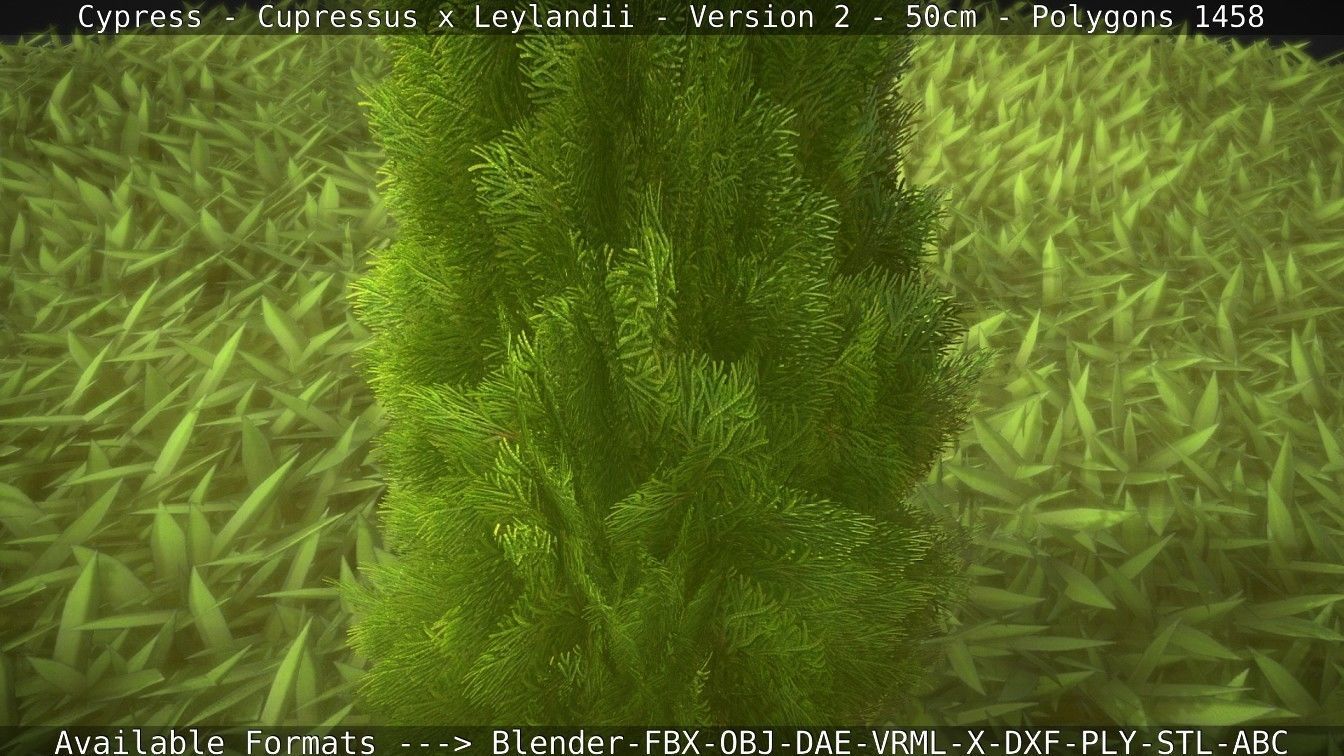 Low-Poly Cypress - Cupressus x Leylandii - Version 2 - 50cm 3D model_124