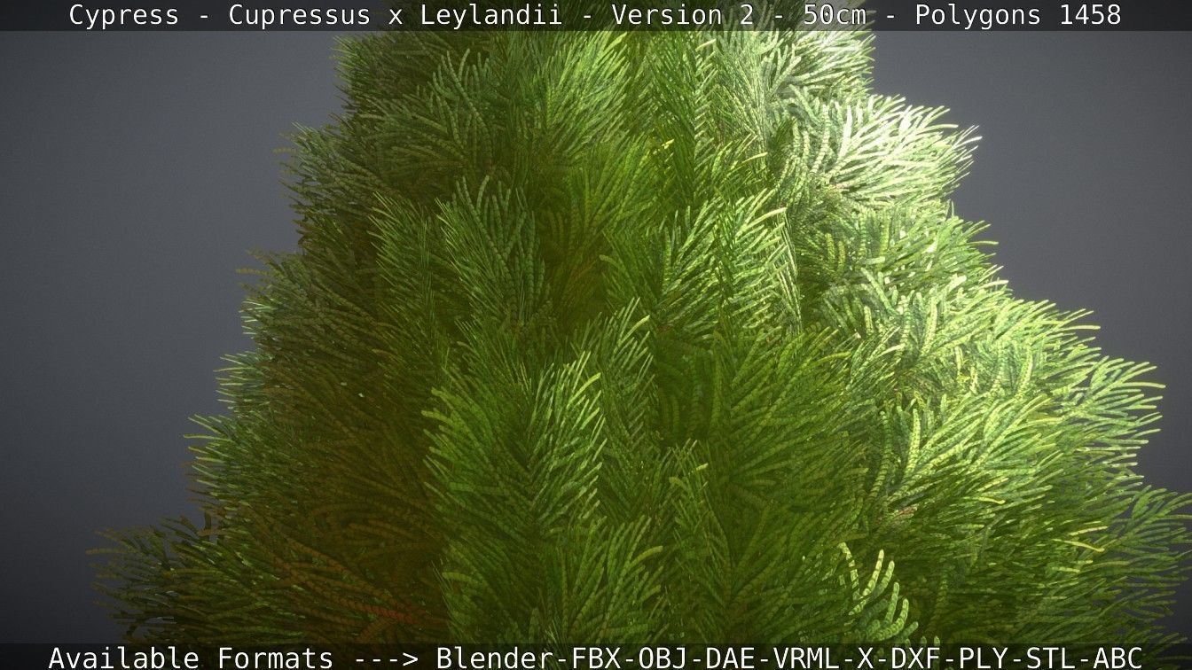 Low-Poly Cypress - Cupressus x Leylandii - Version 2 - 50cm 3D model_120