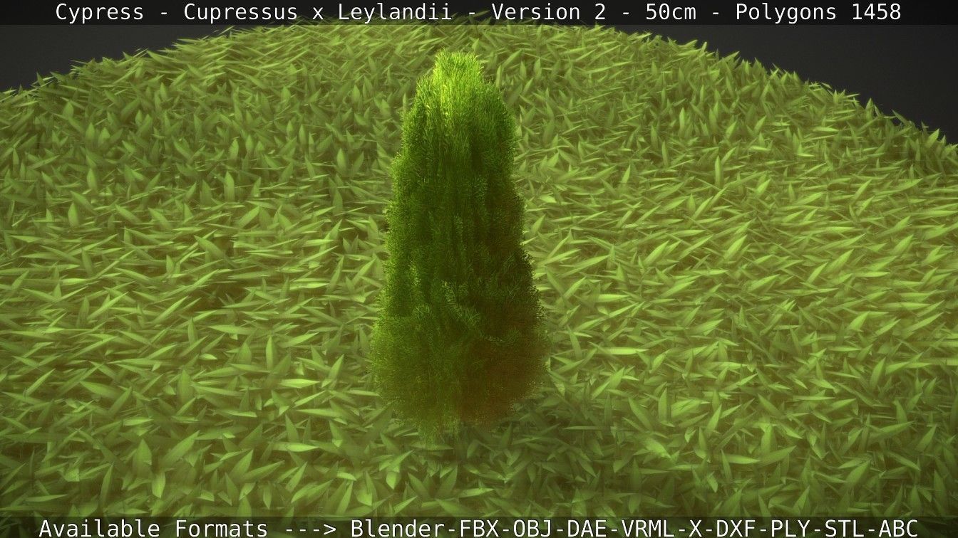 Low-Poly Cypress - Cupressus x Leylandii - Version 2 - 50cm 3D model_54