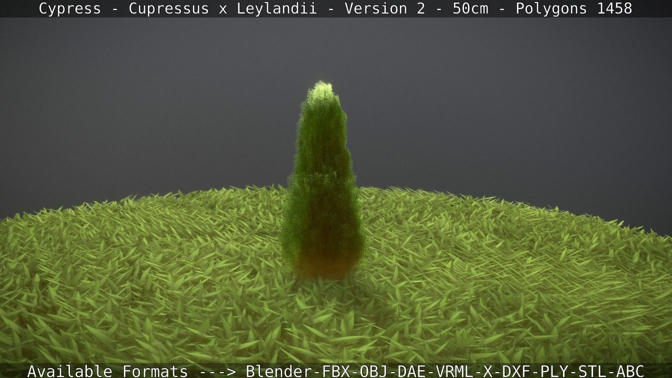Low-Poly Cypress - Cupressus x Leylandii - Version 2 - 50cm 3D model_68