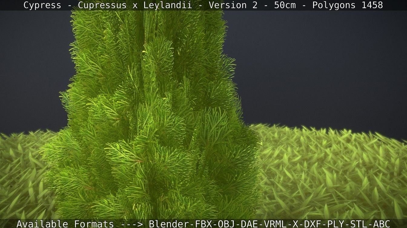 Low-Poly Cypress - Cupressus x Leylandii - Version 2 - 50cm 3D model_122