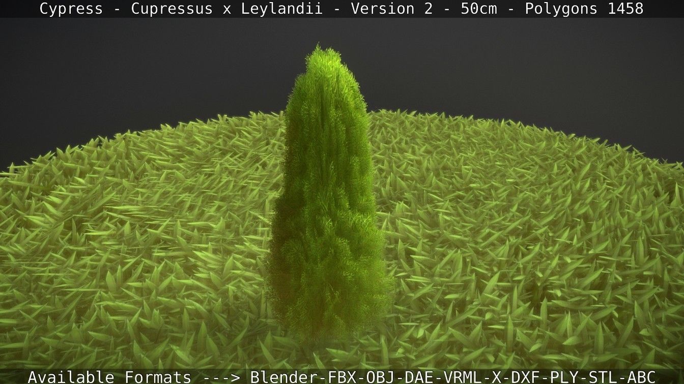 Low-Poly Cypress - Cupressus x Leylandii - Version 2 - 50cm 3D model_107