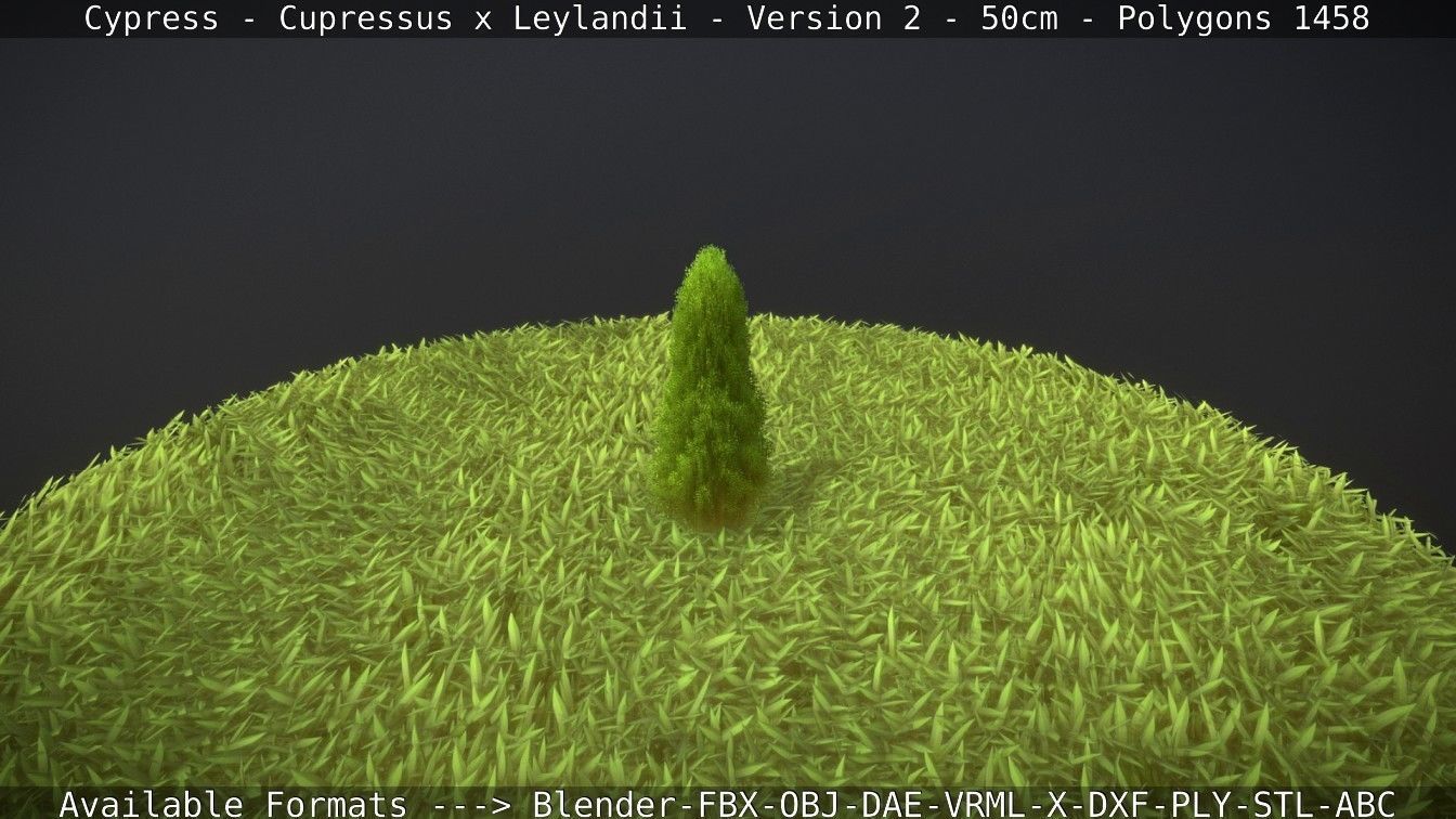 Low-Poly Cypress - Cupressus x Leylandii - Version 2 - 50cm 3D model_71