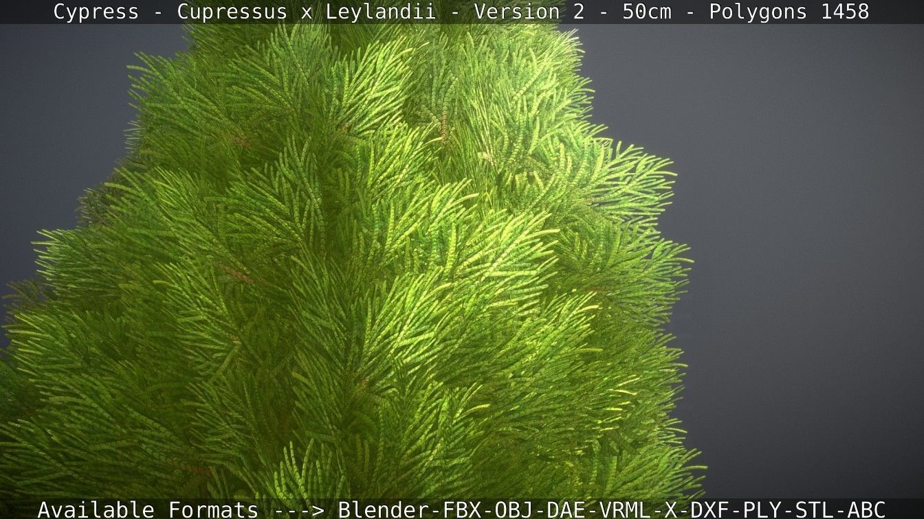 Low-Poly Cypress - Cupressus x Leylandii - Version 2 - 50cm 3D model_121