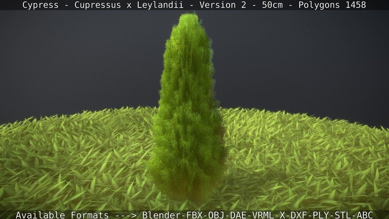 Low-Poly Cypress - Cupressus x Leylandii - Version 2 - 50cm 3D model_38