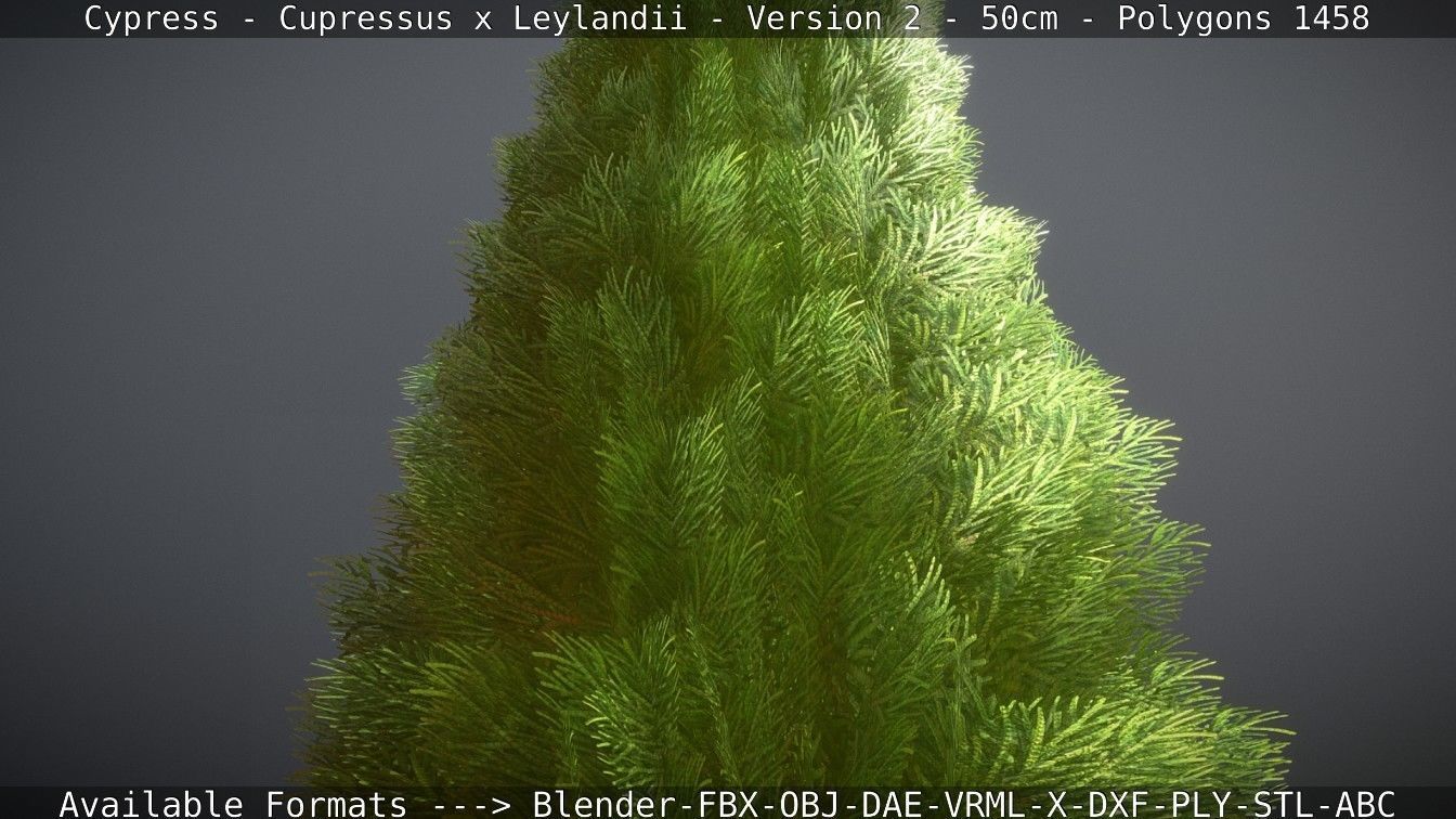 Low-Poly Cypress - Cupressus x Leylandii - Version 2 - 50cm 3D model_117