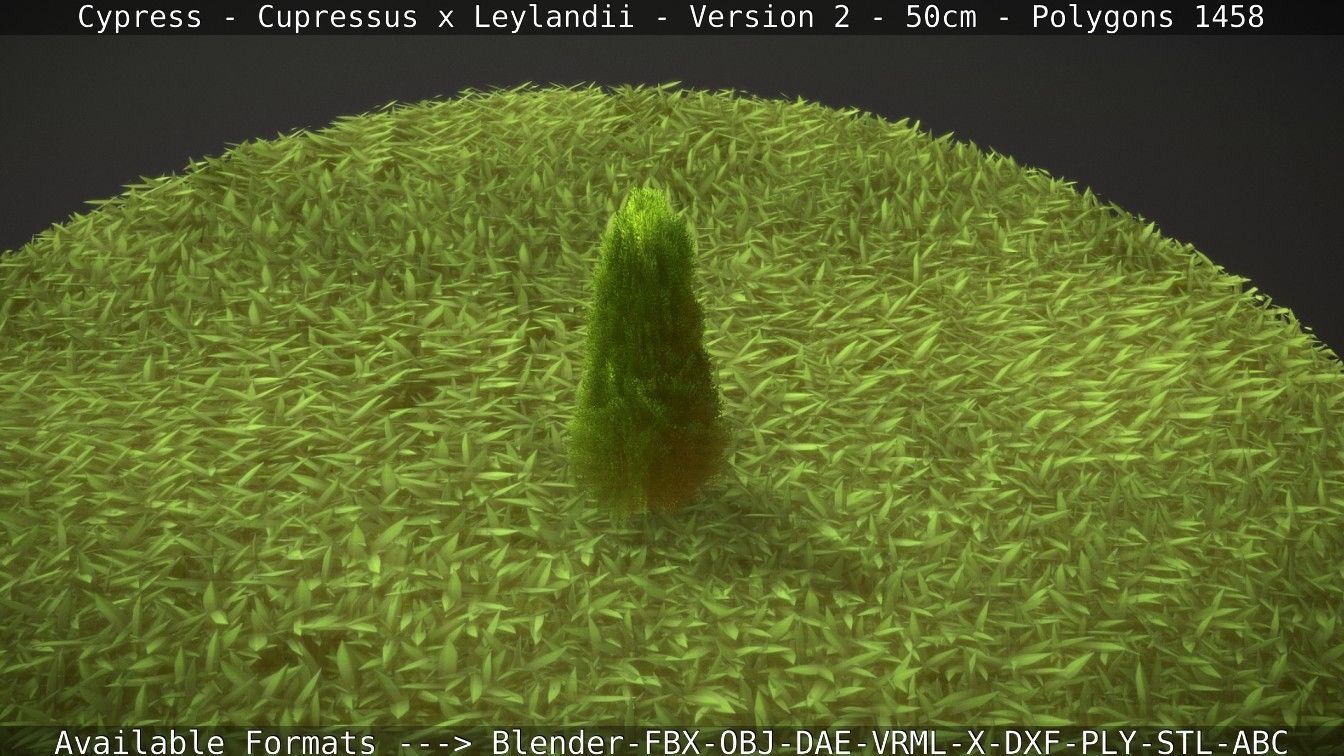 Low-Poly Cypress - Cupressus x Leylandii - Version 2 - 50cm 3D model_55