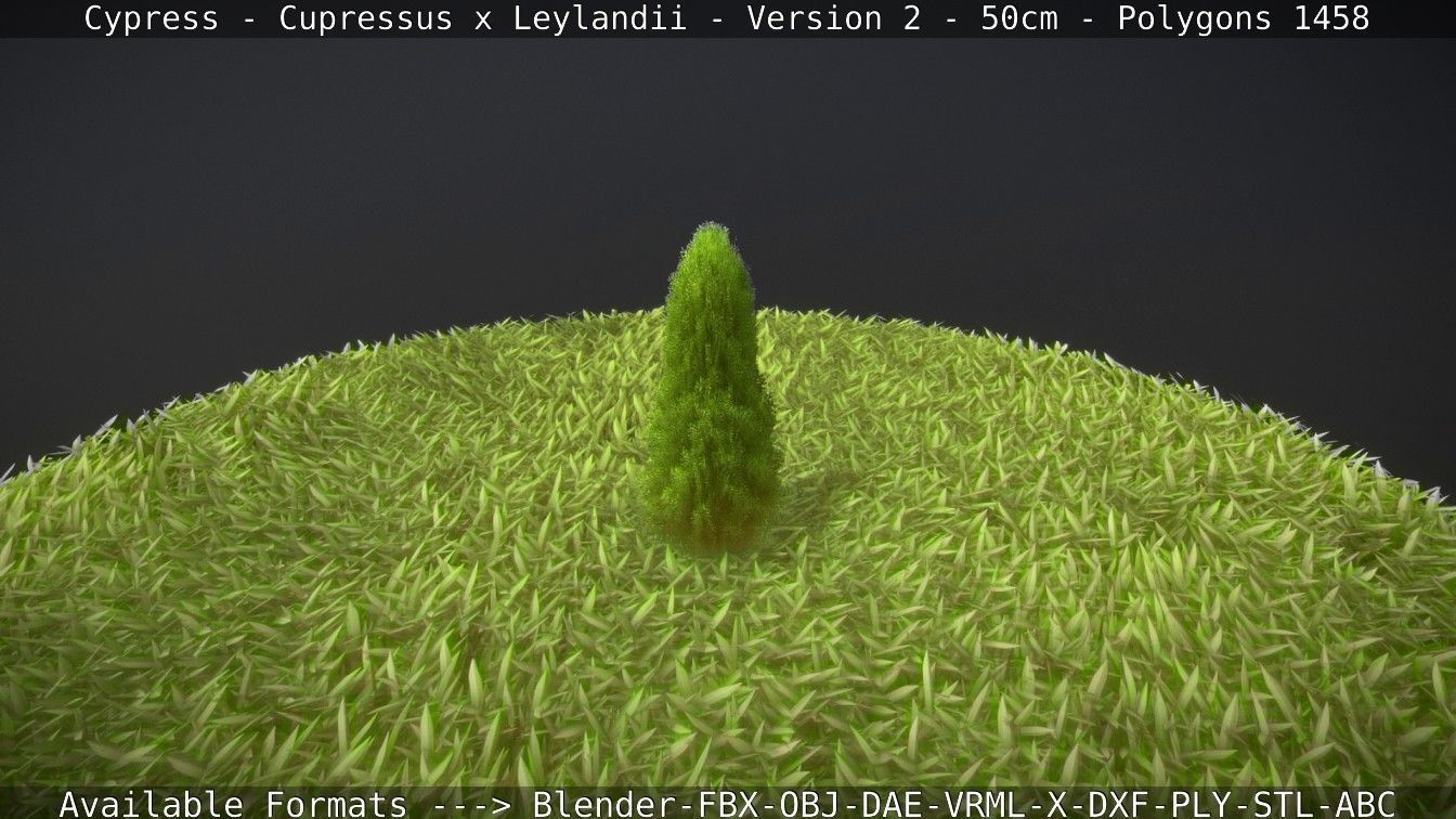 Low-Poly Cypress - Cupressus x Leylandii - Version 2 - 50cm 3D model_72