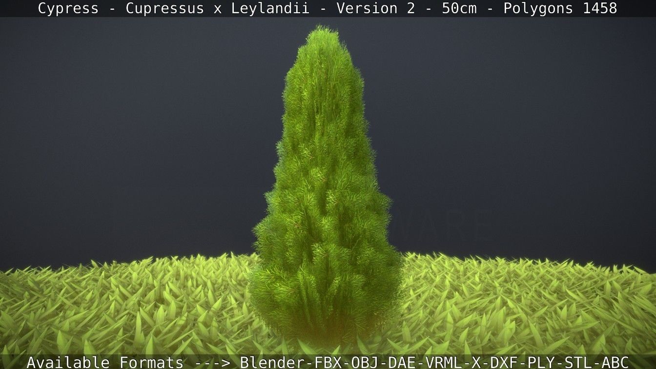 Low-Poly Cypress - Cupressus x Leylandii - Version 2 - 50cm 3D model_49
