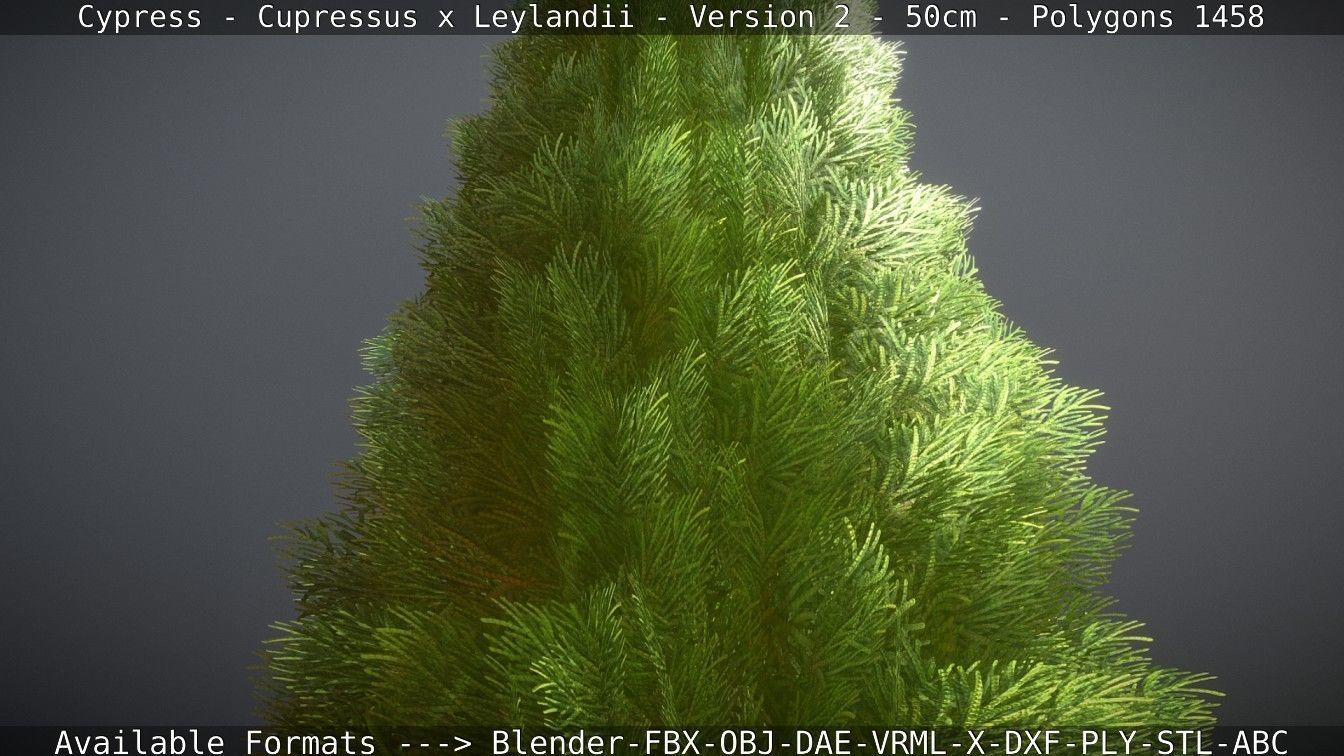 Low-Poly Cypress - Cupressus x Leylandii - Version 2 - 50cm 3D model_23
