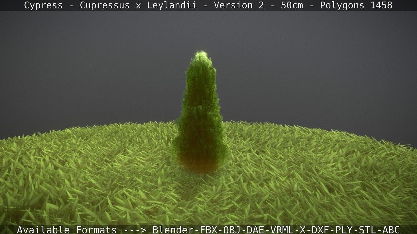 Low-Poly Cypress - Cupressus x Leylandii - Version 2 - 50cm 3D model_14