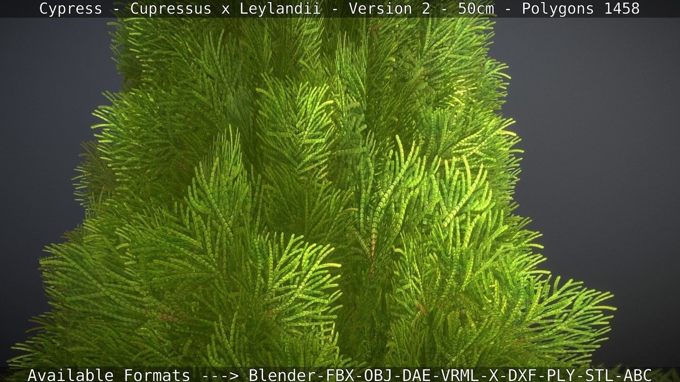 Low-Poly Cypress - Cupressus x Leylandii - Version 2 - 50cm 3D model_13