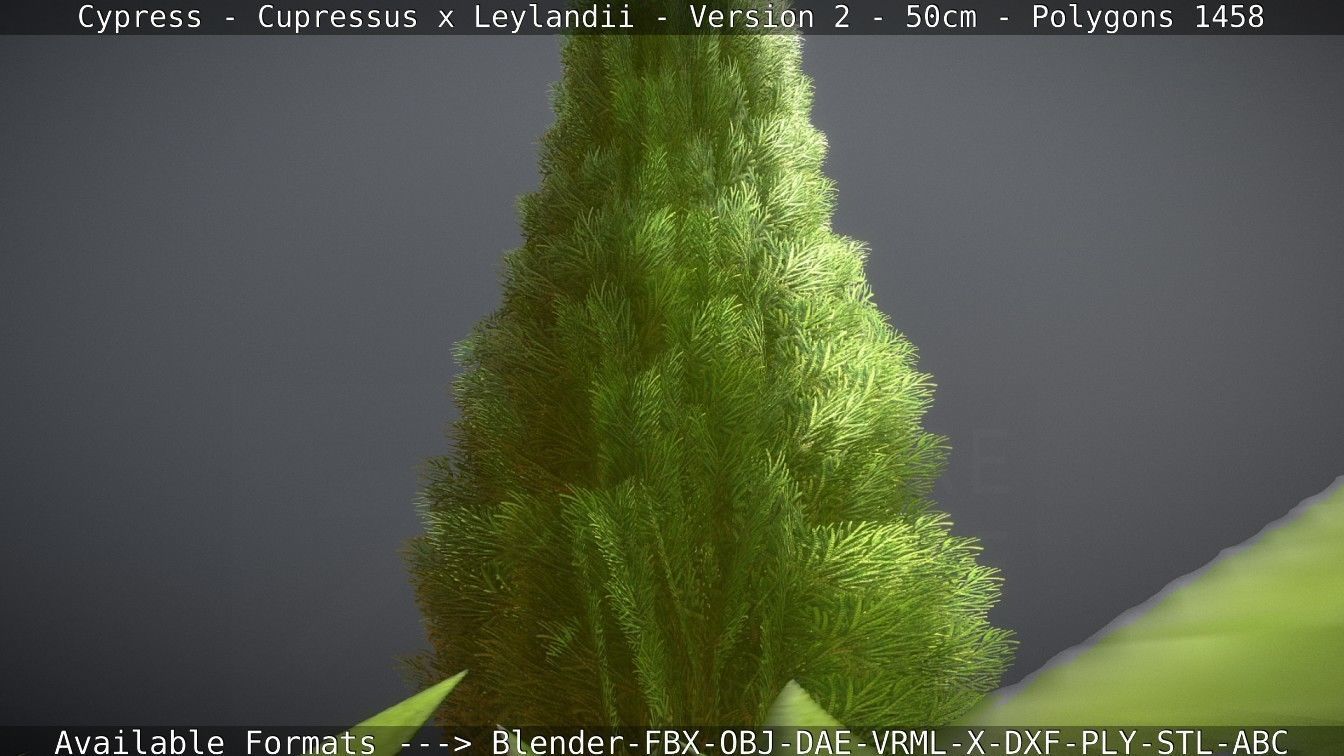Low-Poly Cypress - Cupressus x Leylandii - Version 2 - 50cm 3D model_115