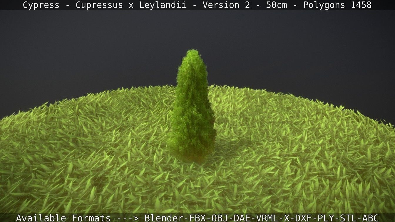 Low-Poly Cypress - Cupressus x Leylandii - Version 2 - 50cm 3D model_70