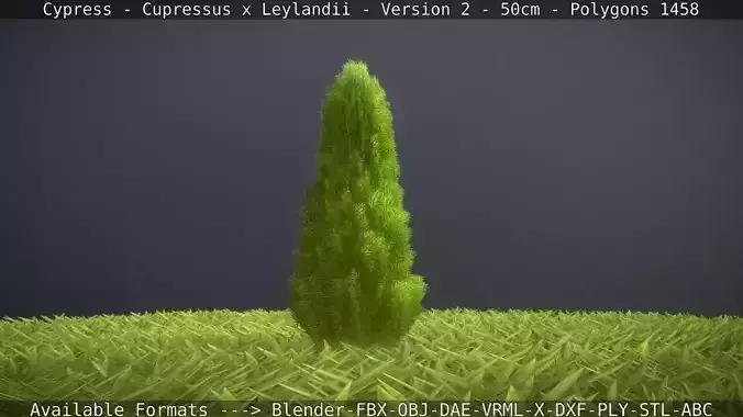 Low-Poly Cypress - Cupressus x Leylandii - Version 2 - 50cm 3D model Low-Poly Cypress - Cupressus x Leylandii - Version 2 - 50cm 3D model