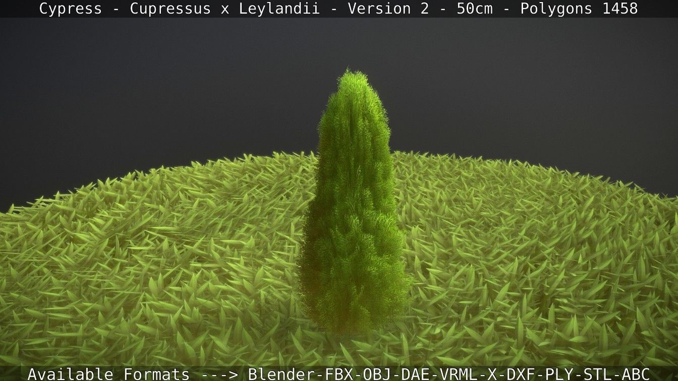 Low-Poly Cypress - Cupressus x Leylandii - Version 2 - 50cm 3D model_19