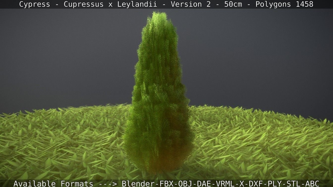 Low-Poly Cypress - Cupressus x Leylandii - Version 2 - 50cm 3D model_35