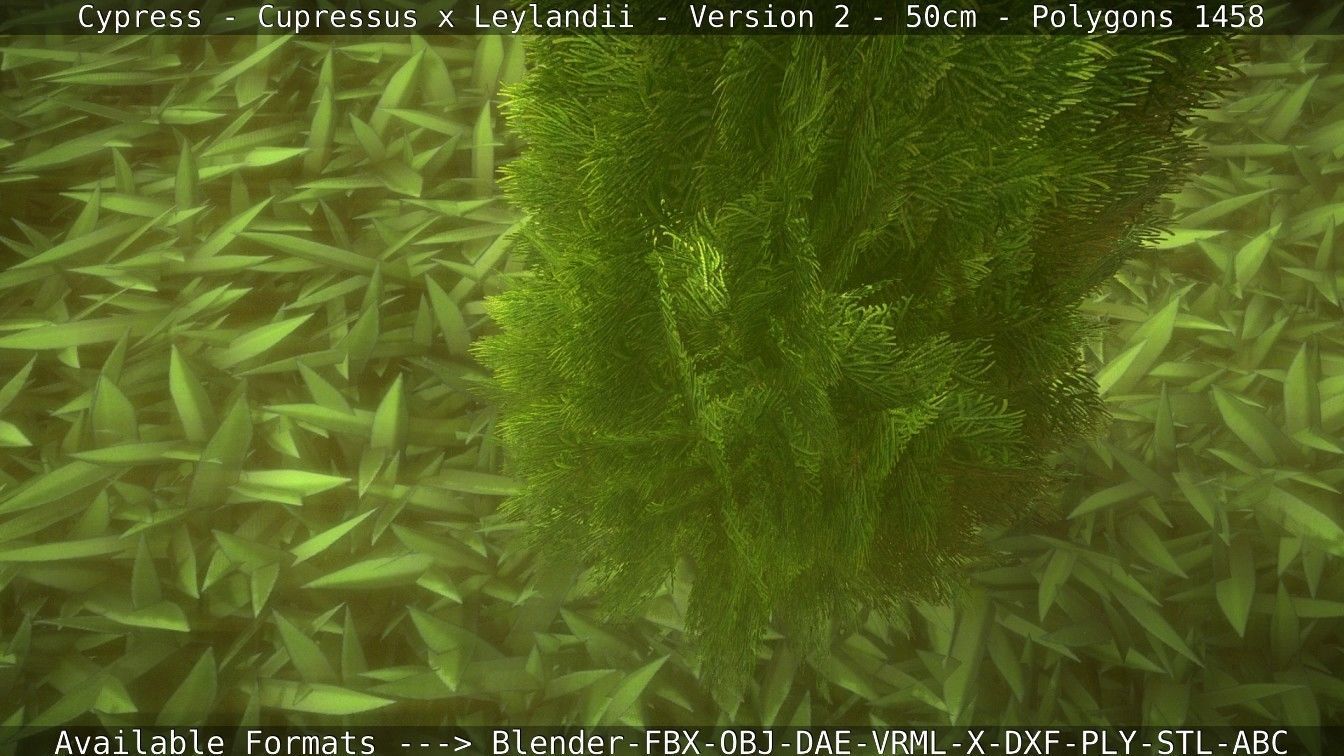 Low-Poly Cypress - Cupressus x Leylandii - Version 2 - 50cm 3D model_123