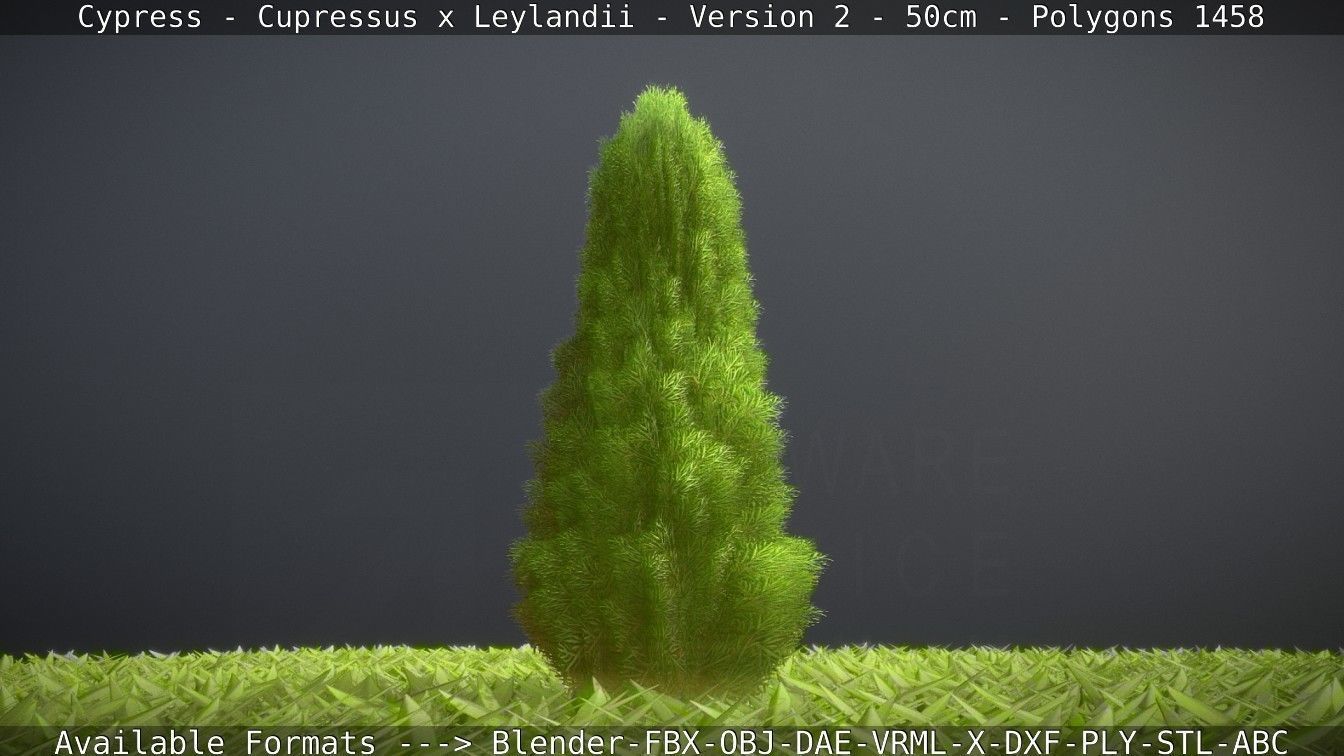 Low-Poly Cypress - Cupressus x Leylandii - Version 2 - 50cm 3D model_42