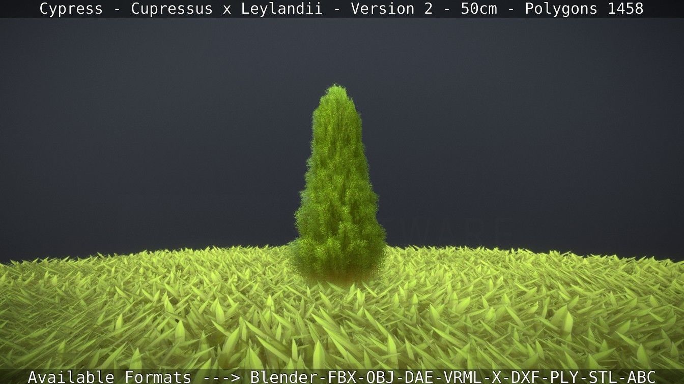 Low-Poly Cypress - Cupressus x Leylandii - Version 2 - 50cm 3D model_15