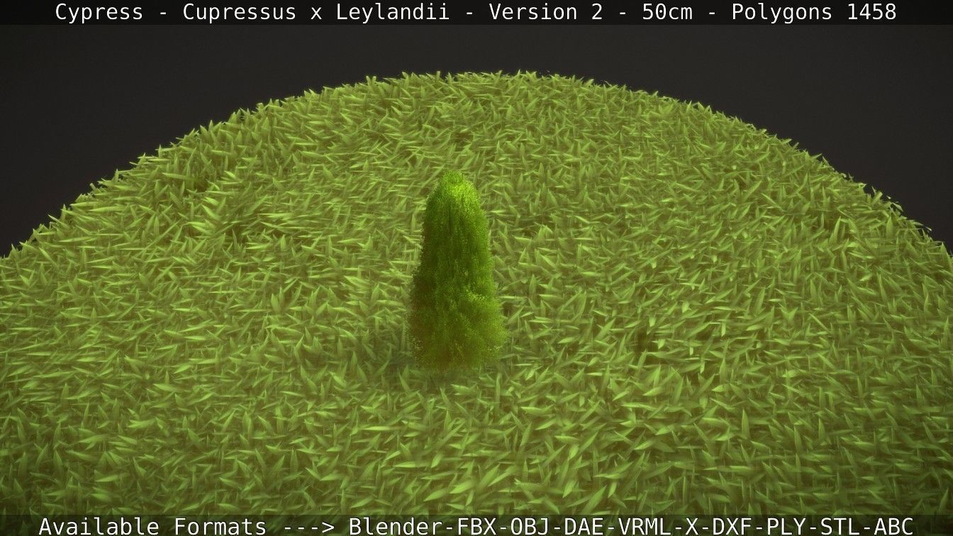 Low-Poly Cypress - Cupressus x Leylandii - Version 2 - 50cm 3D model_8