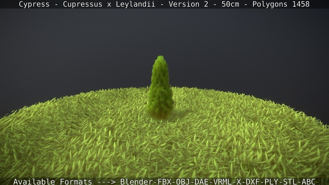 Low-Poly Cypress - Cupressus x Leylandii - Version 2 - 50cm 3D model_74