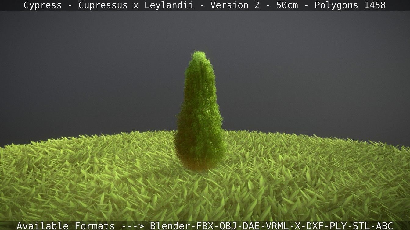 Low-Poly Cypress - Cupressus x Leylandii - Version 2 - 50cm 3D model_64