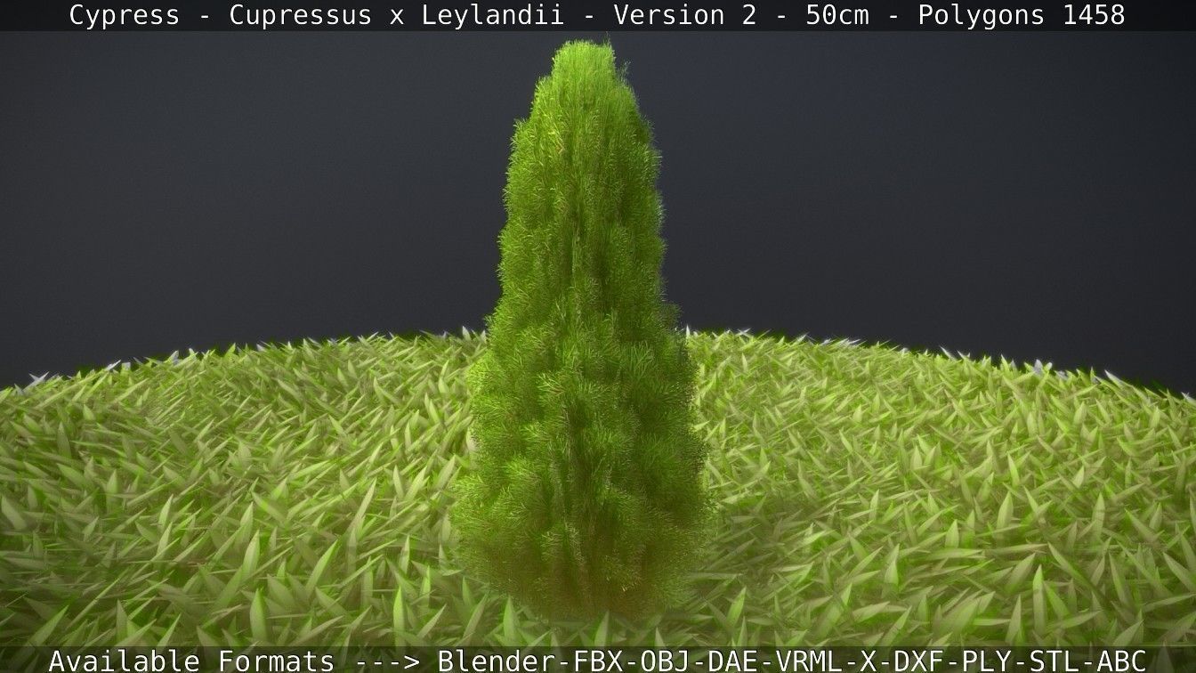 Low-Poly Cypress - Cupressus x Leylandii - Version 2 - 50cm 3D model_41
