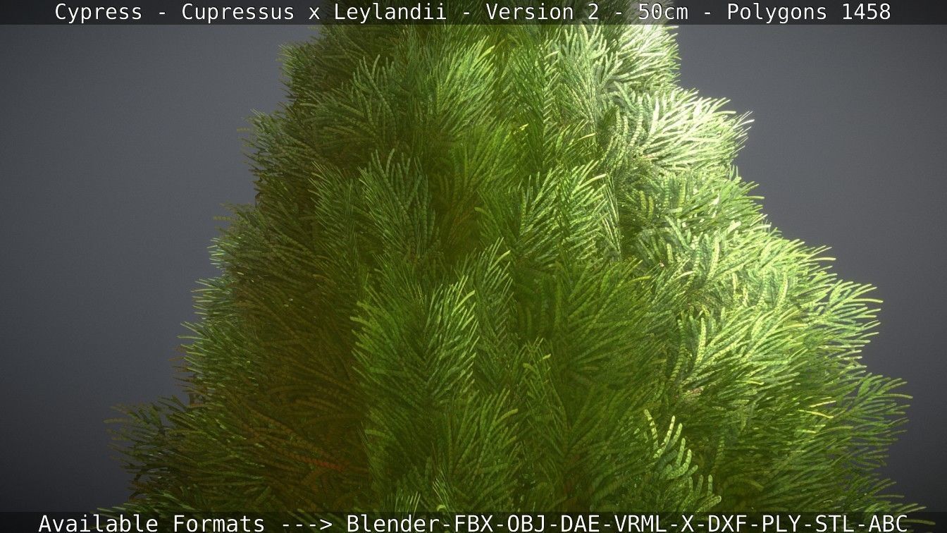 Low-Poly Cypress - Cupressus x Leylandii - Version 2 - 50cm 3D model_118