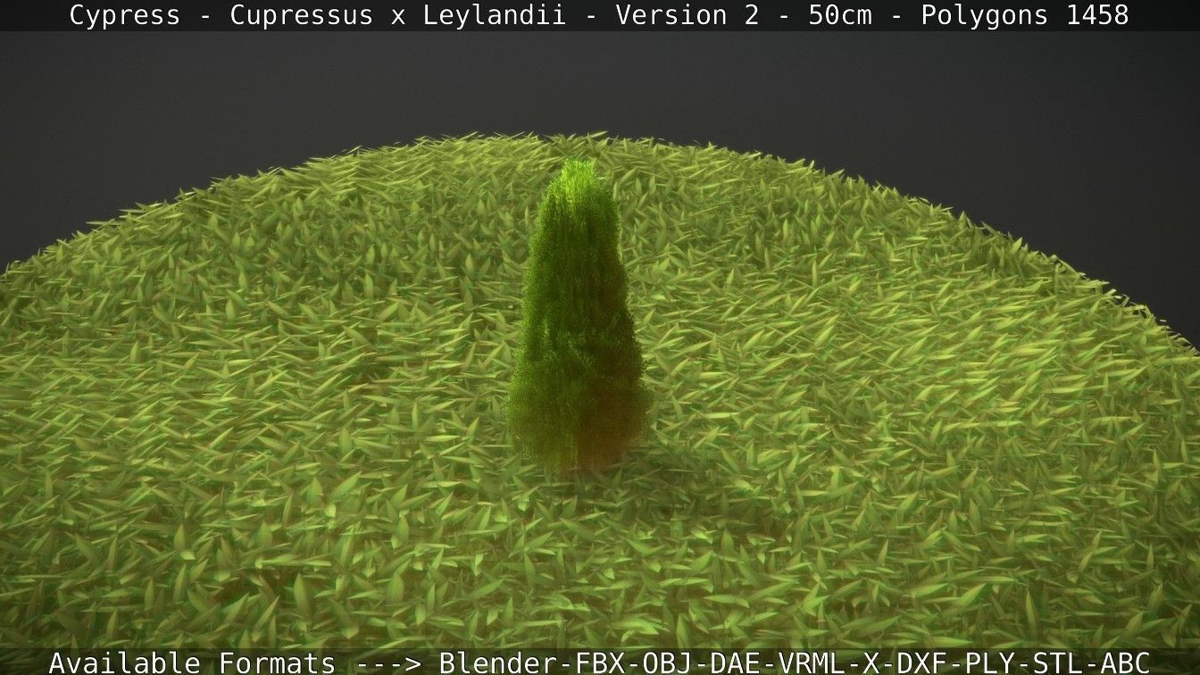 Low-Poly Cypress - Cupressus x Leylandii - Version 2 - 50cm 3D model_57