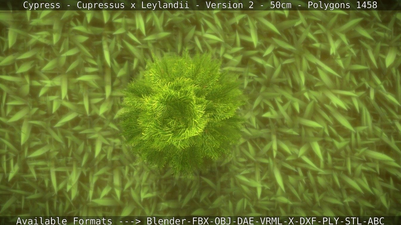 Low-Poly Cypress - Cupressus x Leylandii - Version 2 - 50cm 3D model_28
