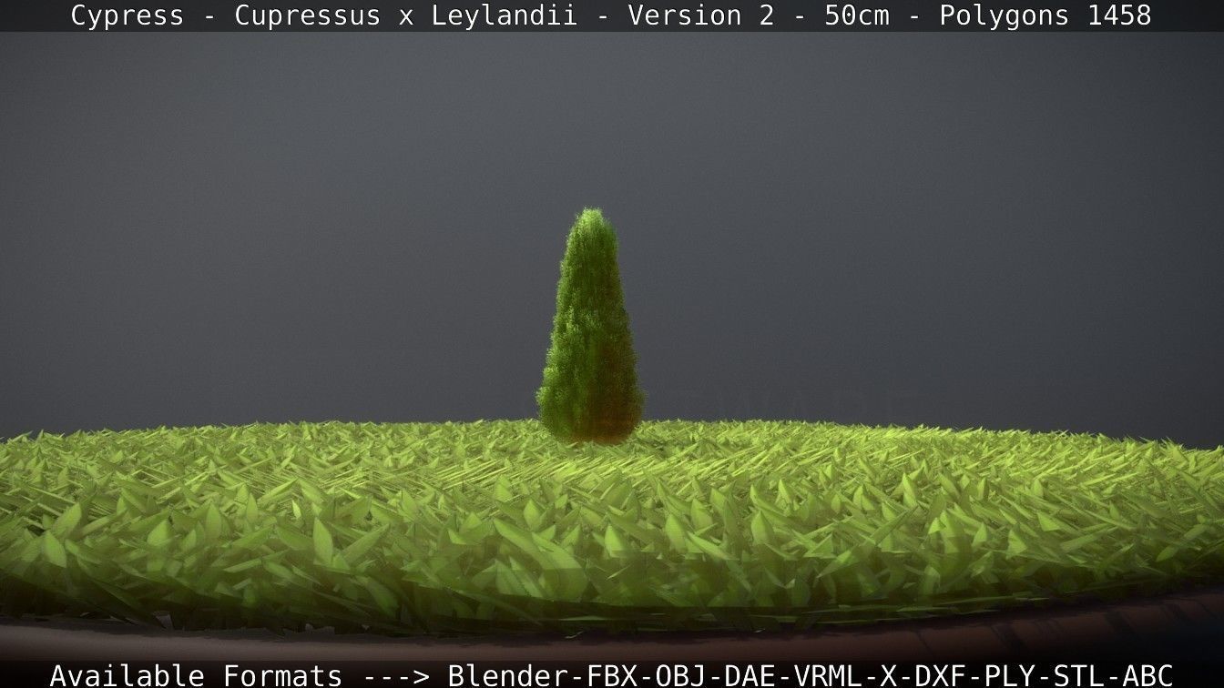 Low-Poly Cypress - Cupressus x Leylandii - Version 2 - 50cm 3D model_77