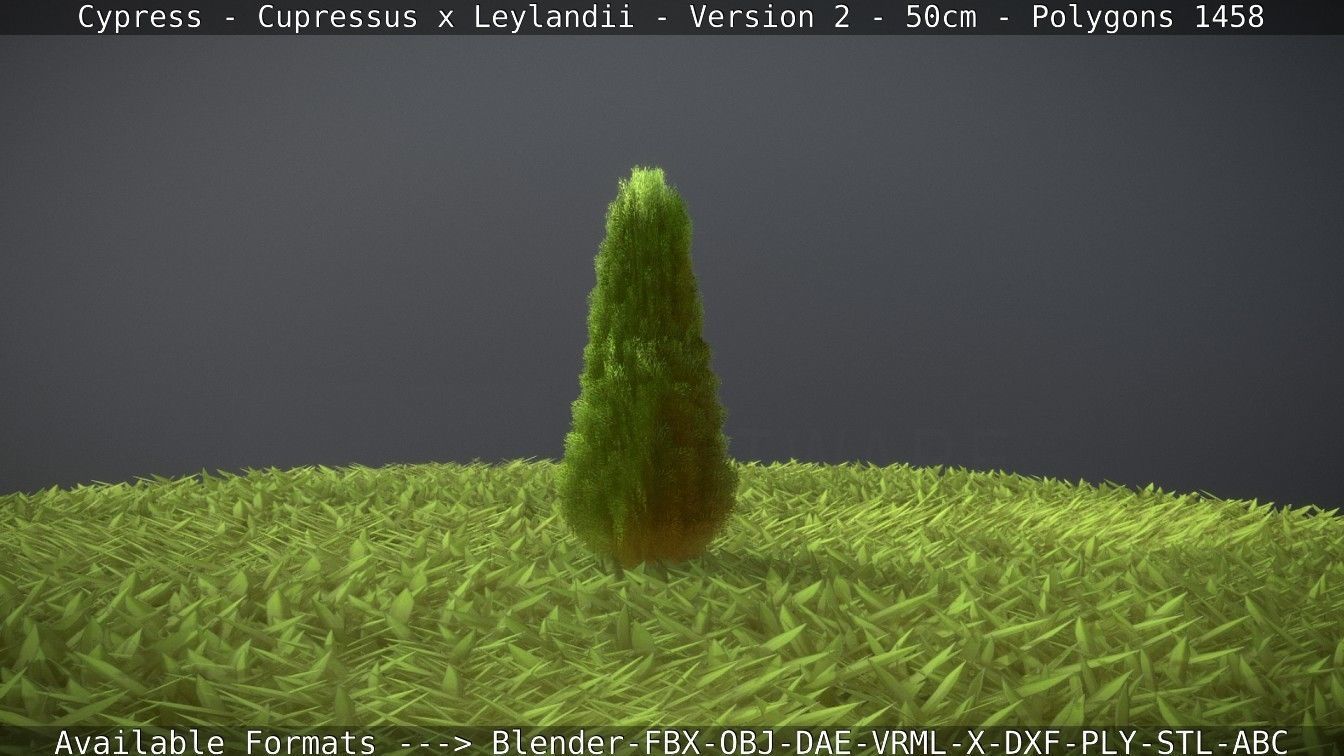 Low-Poly Cypress - Cupressus x Leylandii - Version 2 - 50cm 3D model_59