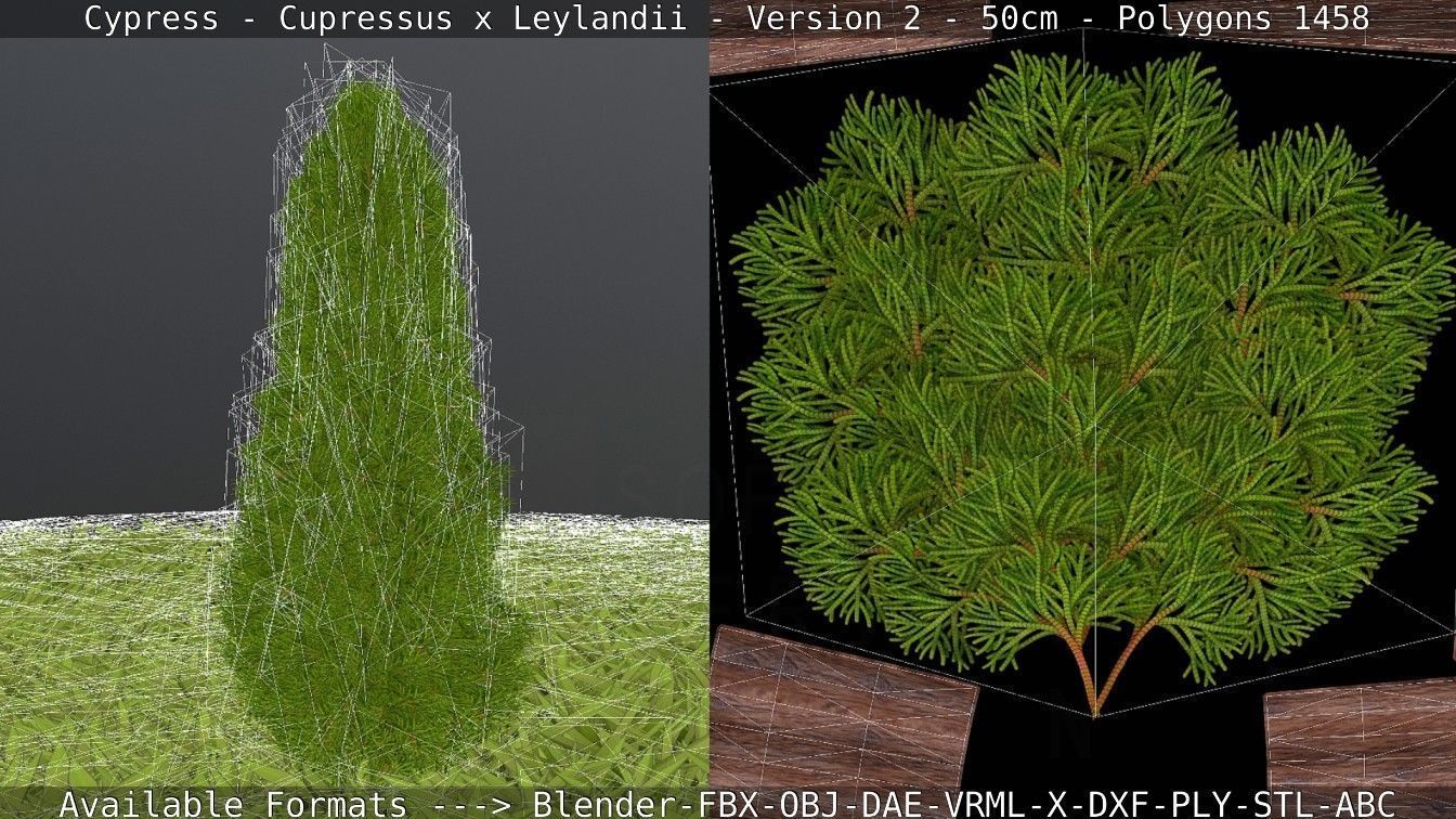 Low-Poly Cypress - Cupressus x Leylandii - Version 2 - 50cm 3D model_12