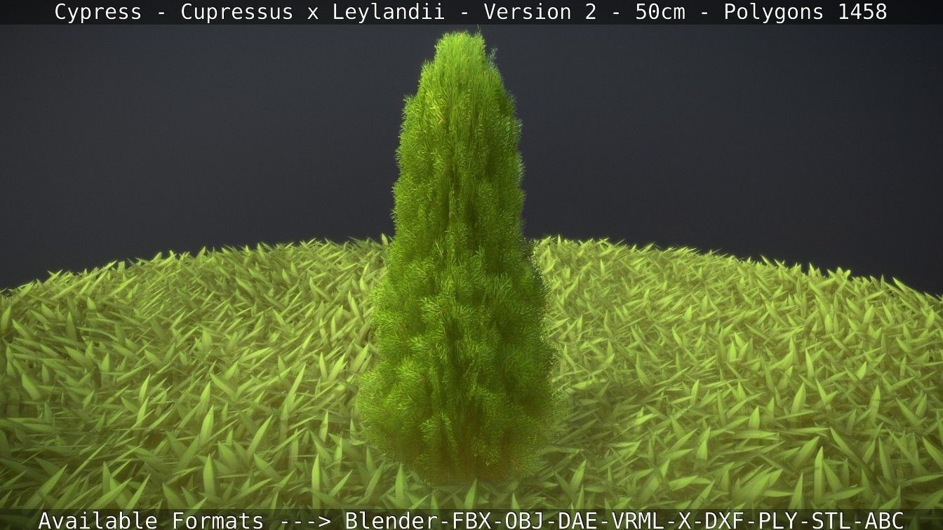 Low-Poly Cypress - Cupressus x Leylandii - Version 2 - 50cm 3D model_24