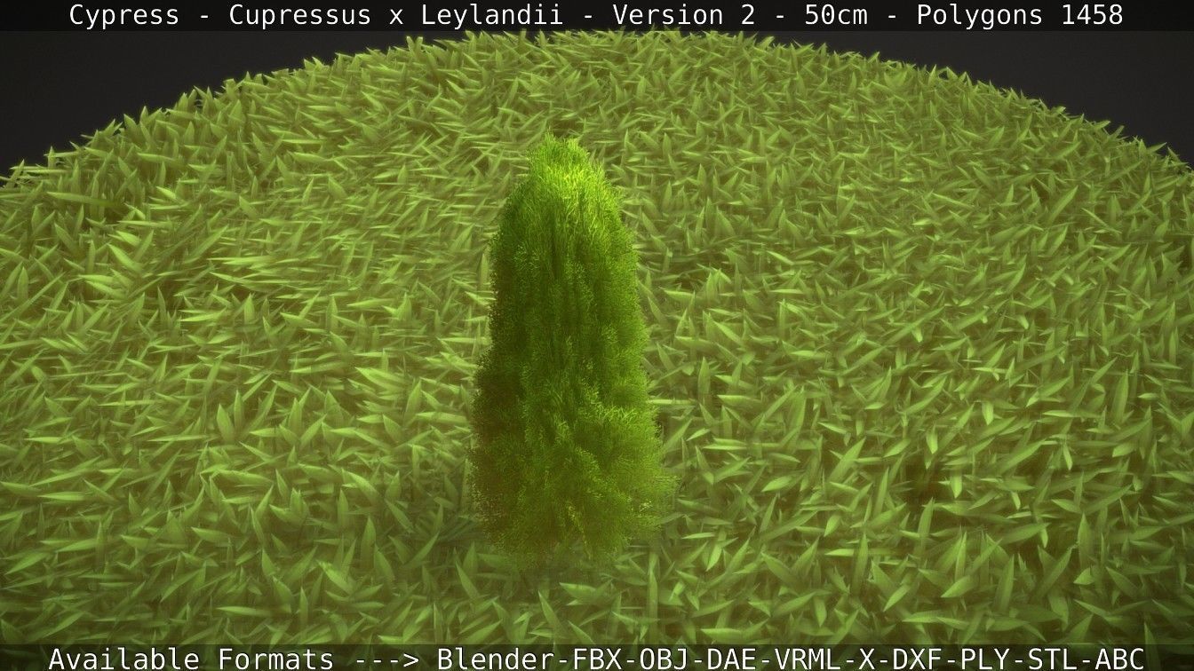 Low-Poly Cypress - Cupressus x Leylandii - Version 2 - 50cm 3D model_9