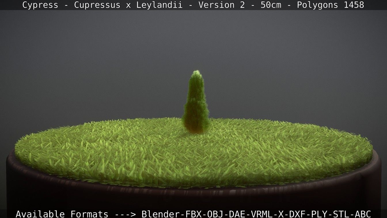 Low-Poly Cypress - Cupressus x Leylandii - Version 2 - 50cm 3D model_95