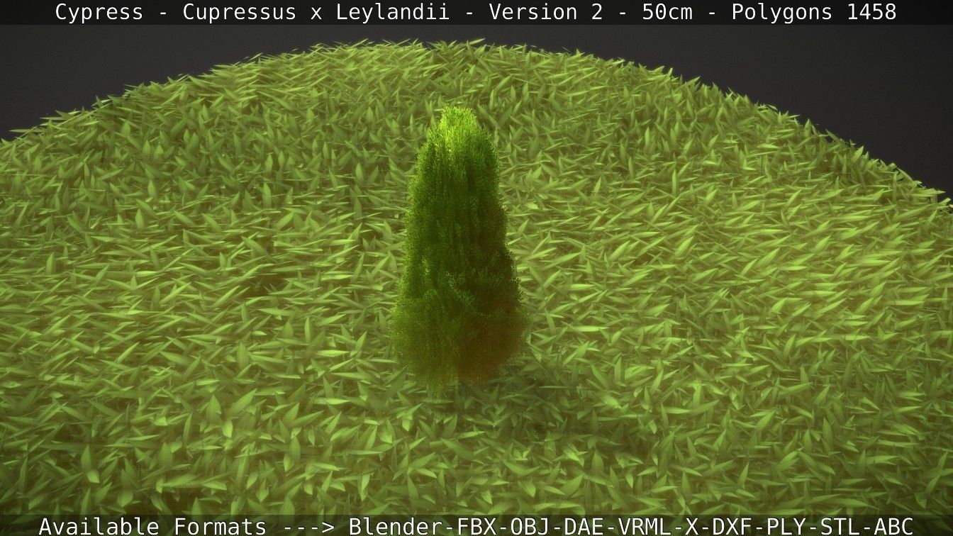 Low-Poly Cypress - Cupressus x Leylandii - Version 2 - 50cm 3D model_53
