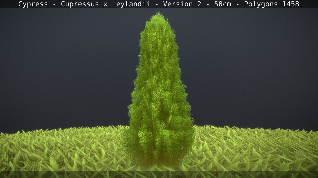 Low-Poly Cypress - Cupressus x Leylandii - Version 2 - 50cm 3D model_30