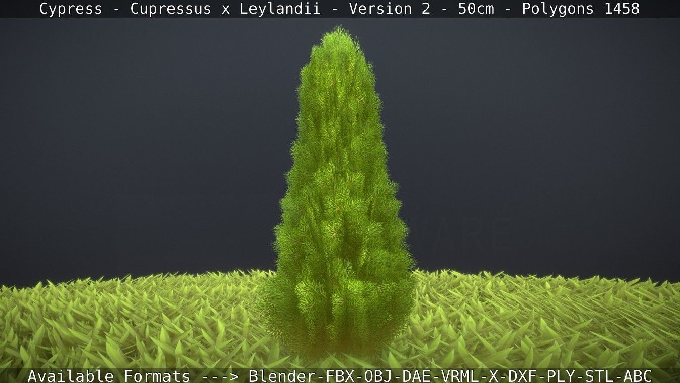 Low-Poly Cypress - Cupressus x Leylandii - Version 2 - 50cm 3D model_34