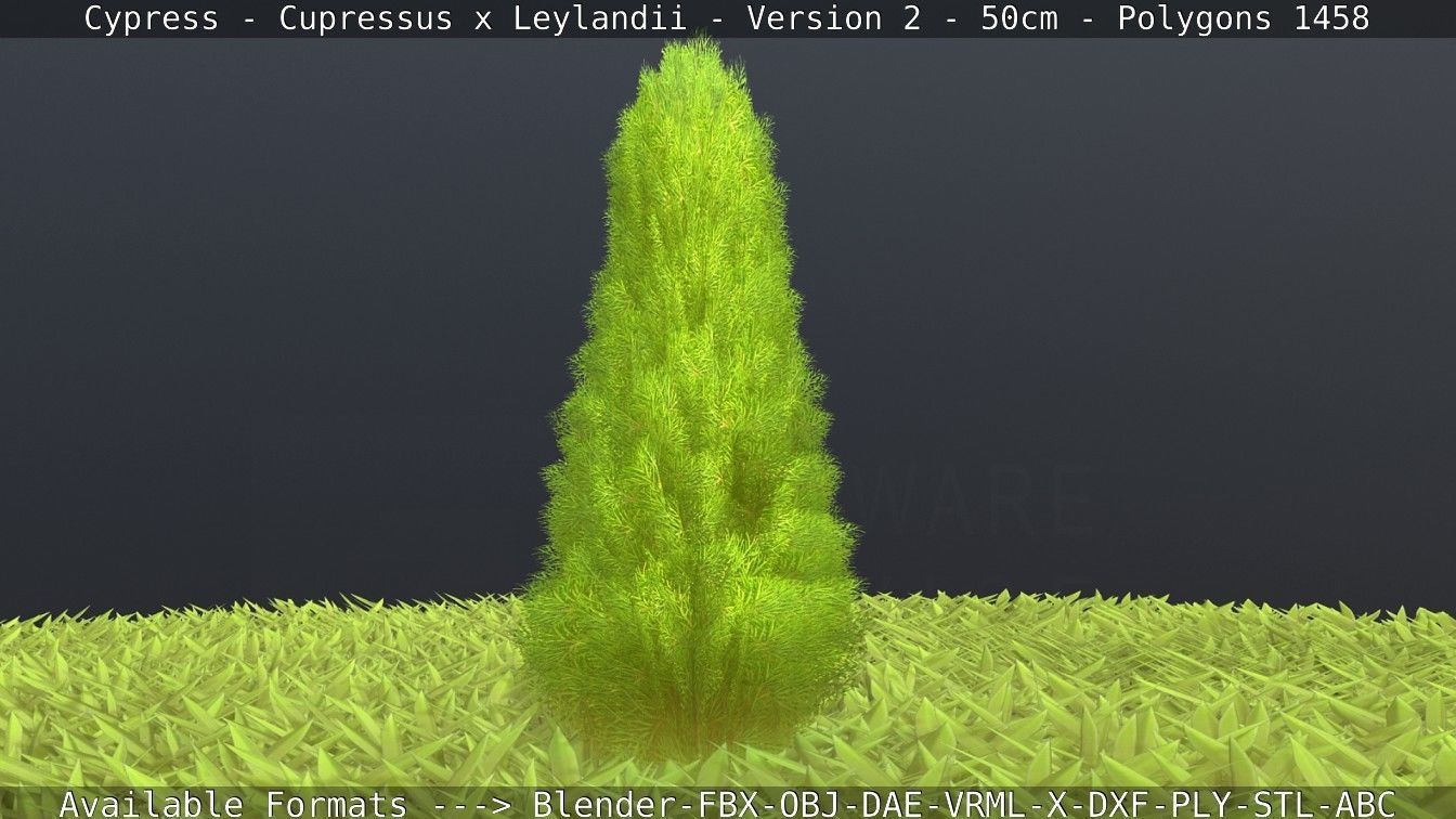 Low-Poly Cypress - Cupressus x Leylandii - Version 2 - 50cm 3D model_20