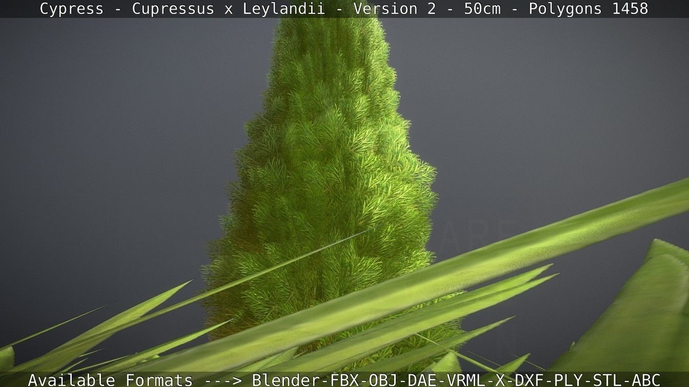 Low-Poly Cypress - Cupressus x Leylandii - Version 2 - 50cm 3D model_112