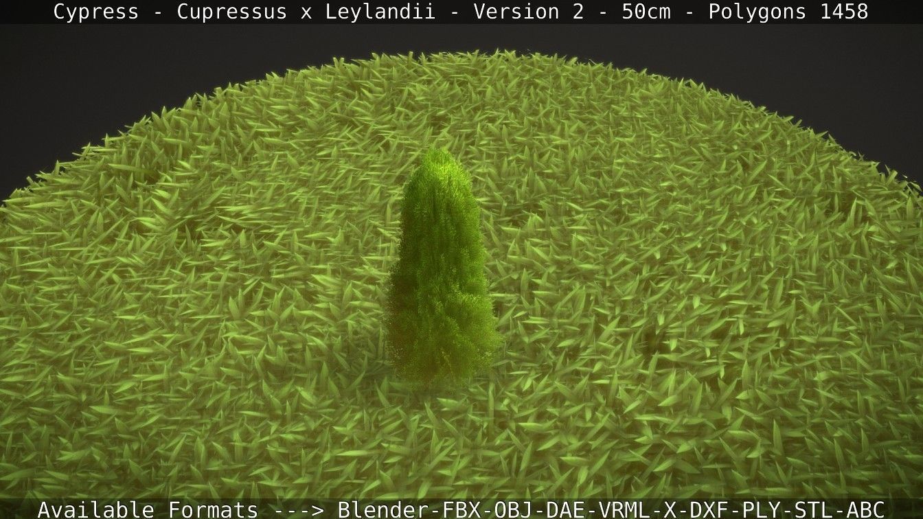 Low-Poly Cypress - Cupressus x Leylandii - Version 2 - 50cm 3D model_103