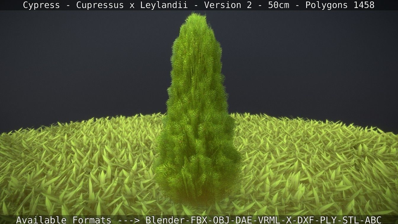 Low-Poly Cypress - Cupressus x Leylandii - Version 2 - 50cm 3D model_32