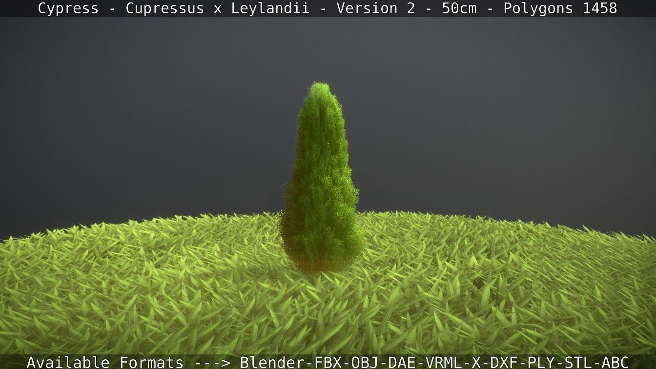 Low-Poly Cypress - Cupressus x Leylandii - Version 2 - 50cm 3D model_66