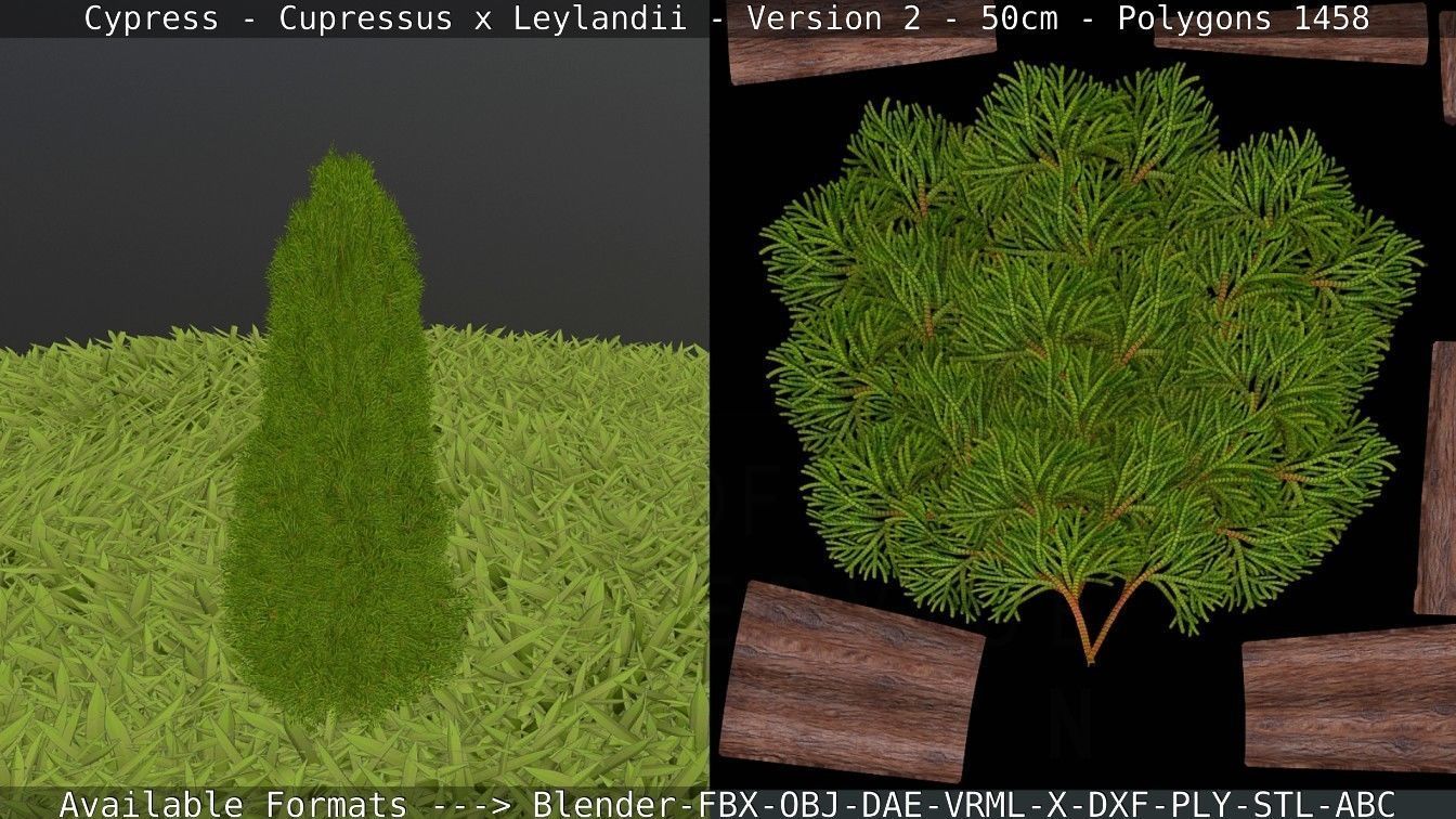 Low-Poly Cypress - Cupressus x Leylandii - Version 2 - 50cm 3D model_4