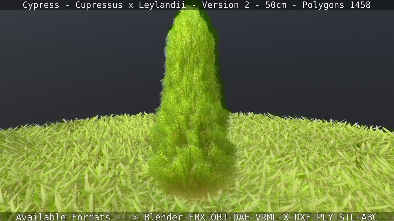 Low-Poly Cypress - Cupressus x Leylandii - Version 2 - 50cm 3D model_7